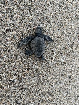 A baby sea turtle on a sandy beach, representing new life and the journey to ocean.