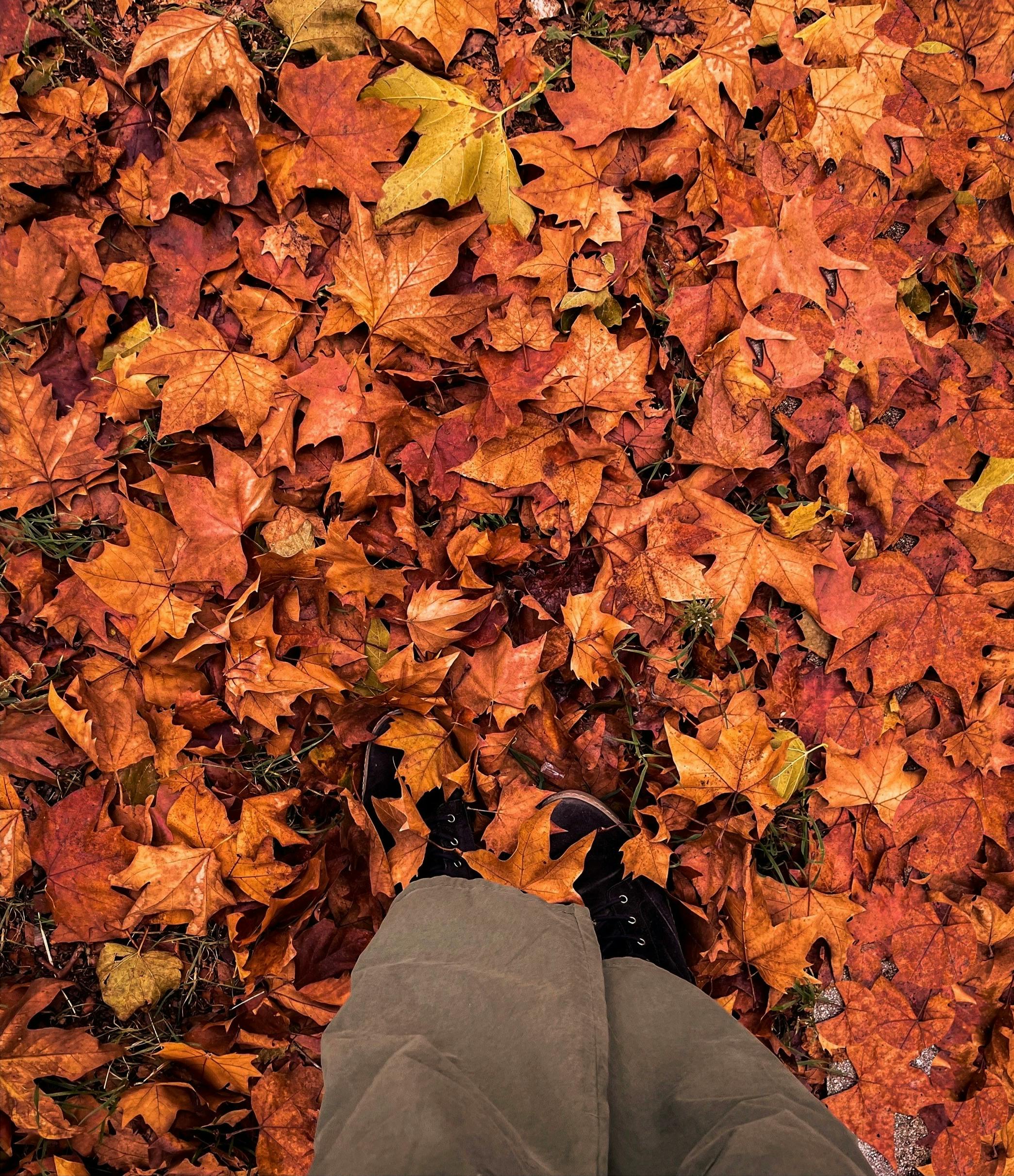 Autumn Wallpapers vs. Fall Screensavers: Which is Best for Your Mac?