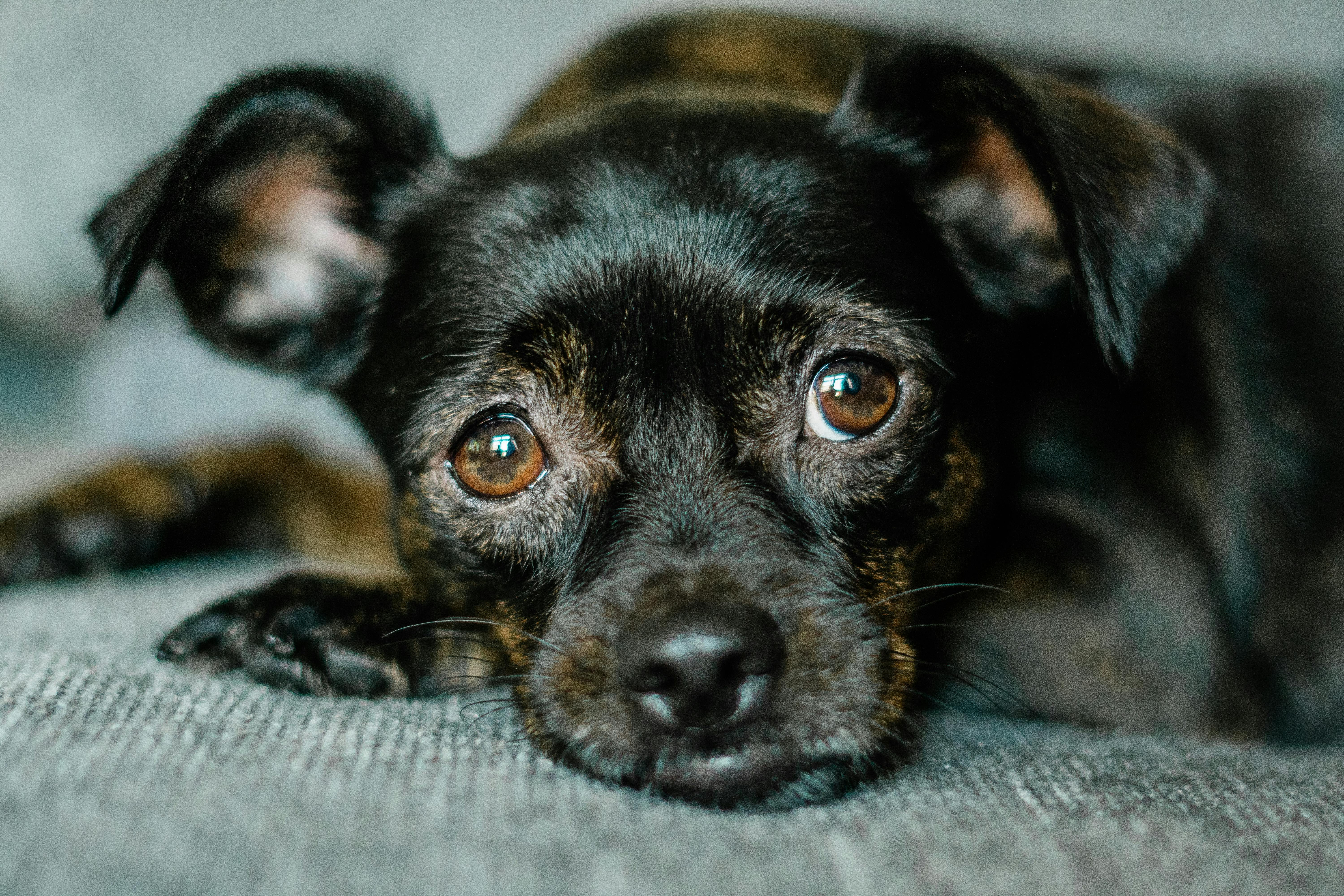 世界十大猎犬品种排名，山区打猎最厉害的狗有哪些呢？