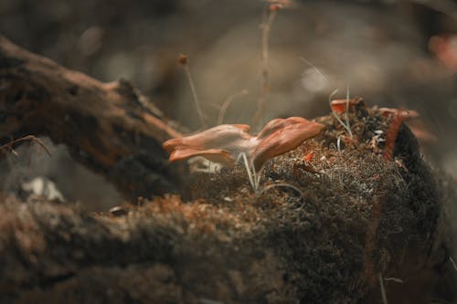 Free Mushroom and Moss growing on Branch Stock Photo