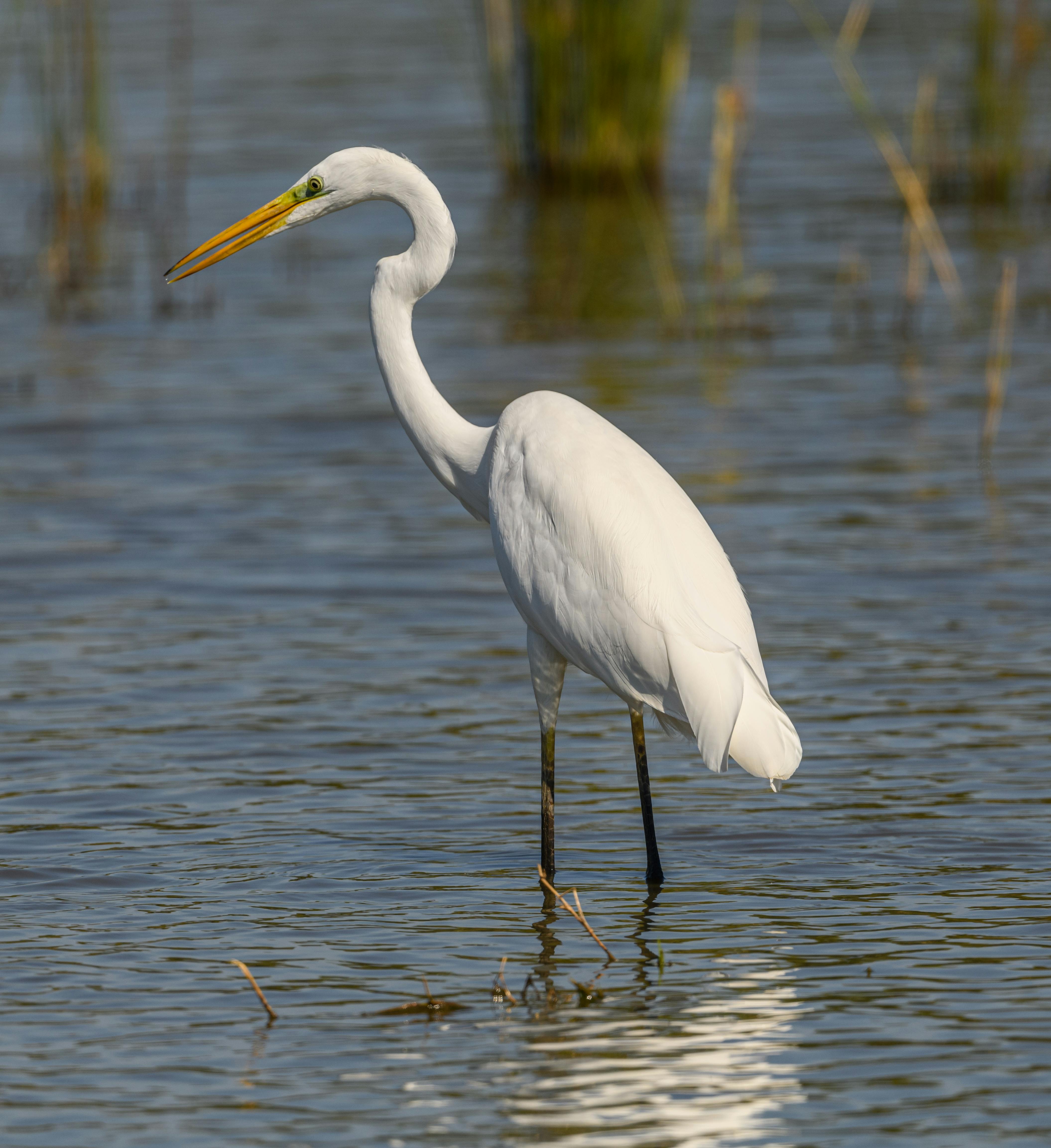 Slowly Wading Photos, Download The BEST Free Slowly Wading Stock Photos ...