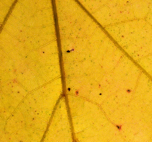 Photos gratuites de automne, fermer, feuille jaune