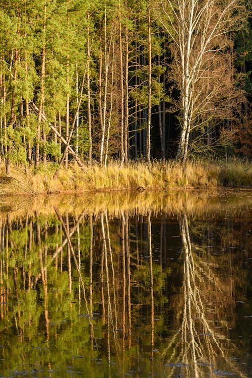 Forest Reflecting in River