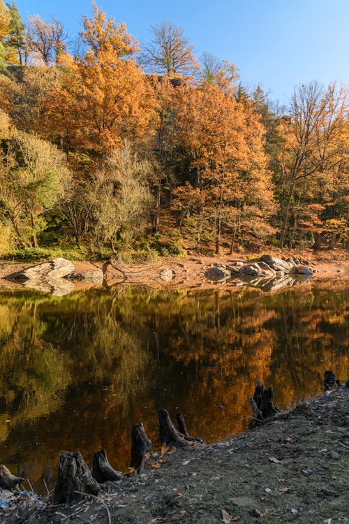 가을, 강, 경치의 무료 스톡 사진