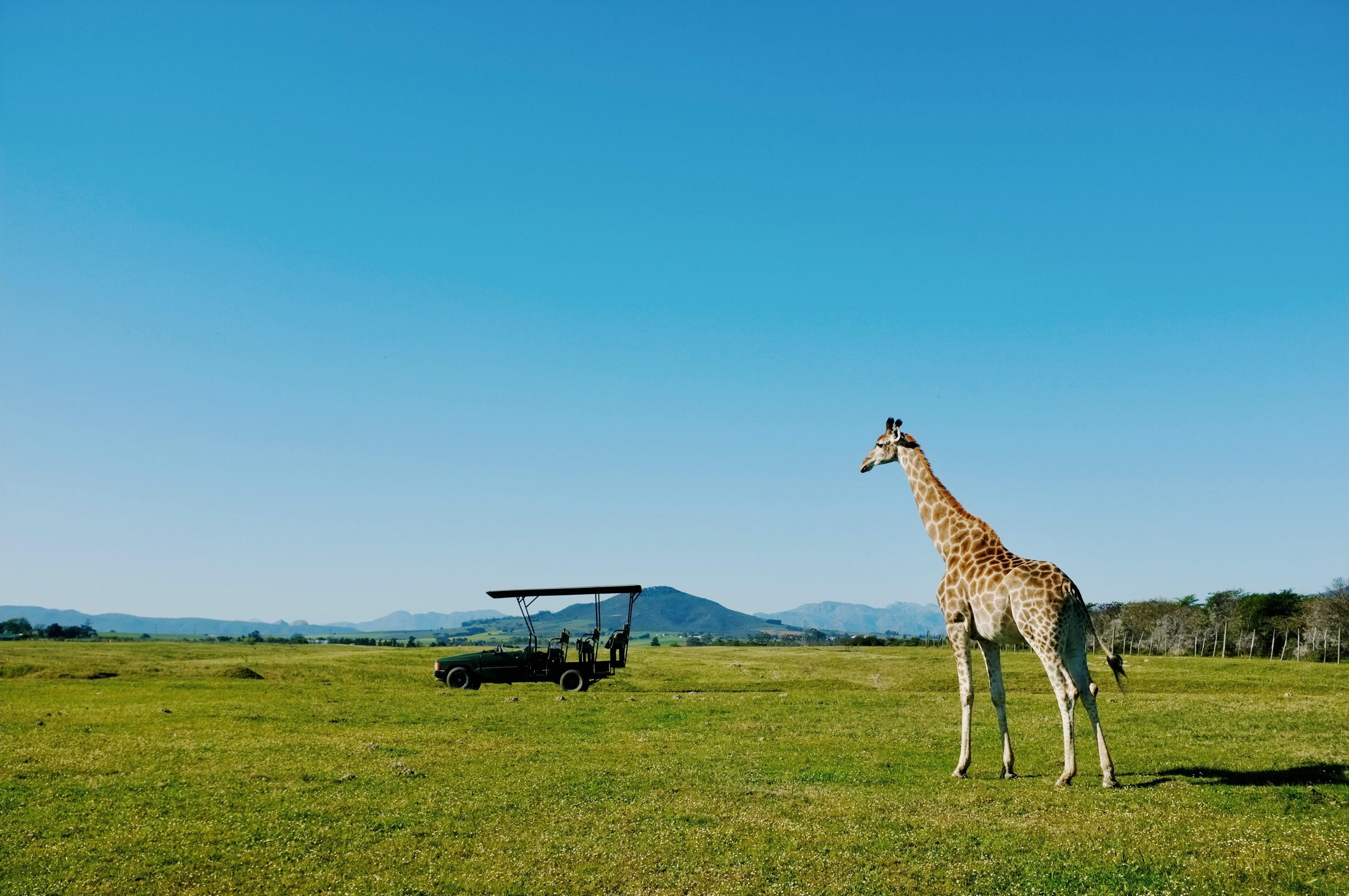 A giraffe stands in the African savanna near a safari vehicle on a sunny day.