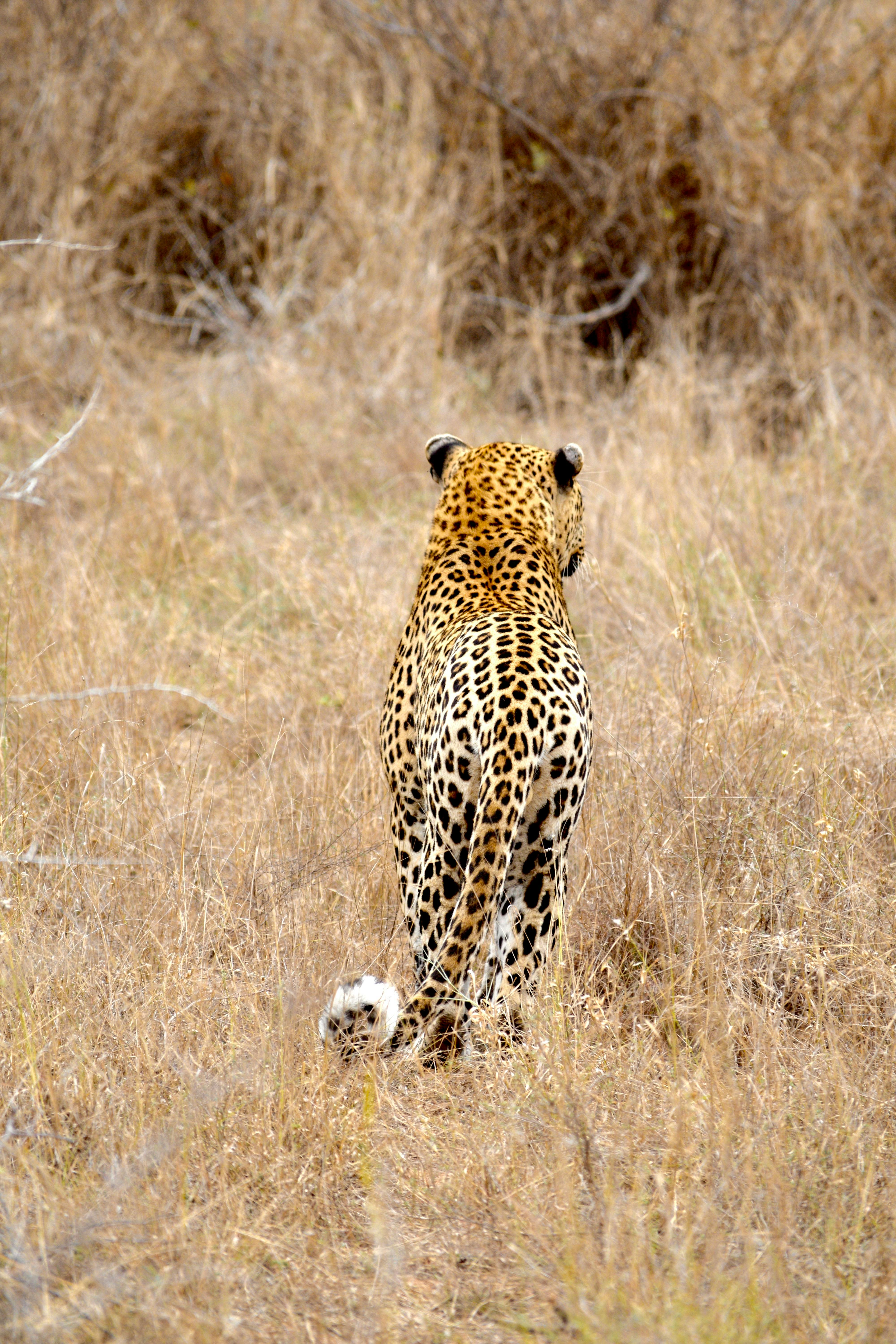 Back View of Cheetah · Free Stock Photo