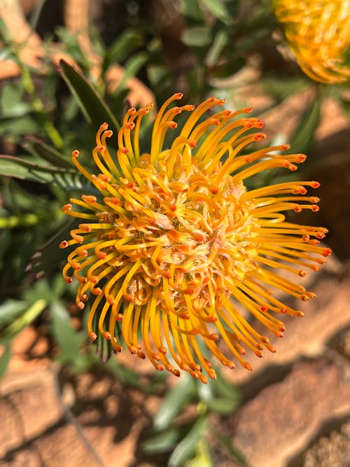 Ingyenes stockfotó Dél-Afrika, fynbos, gyár témában