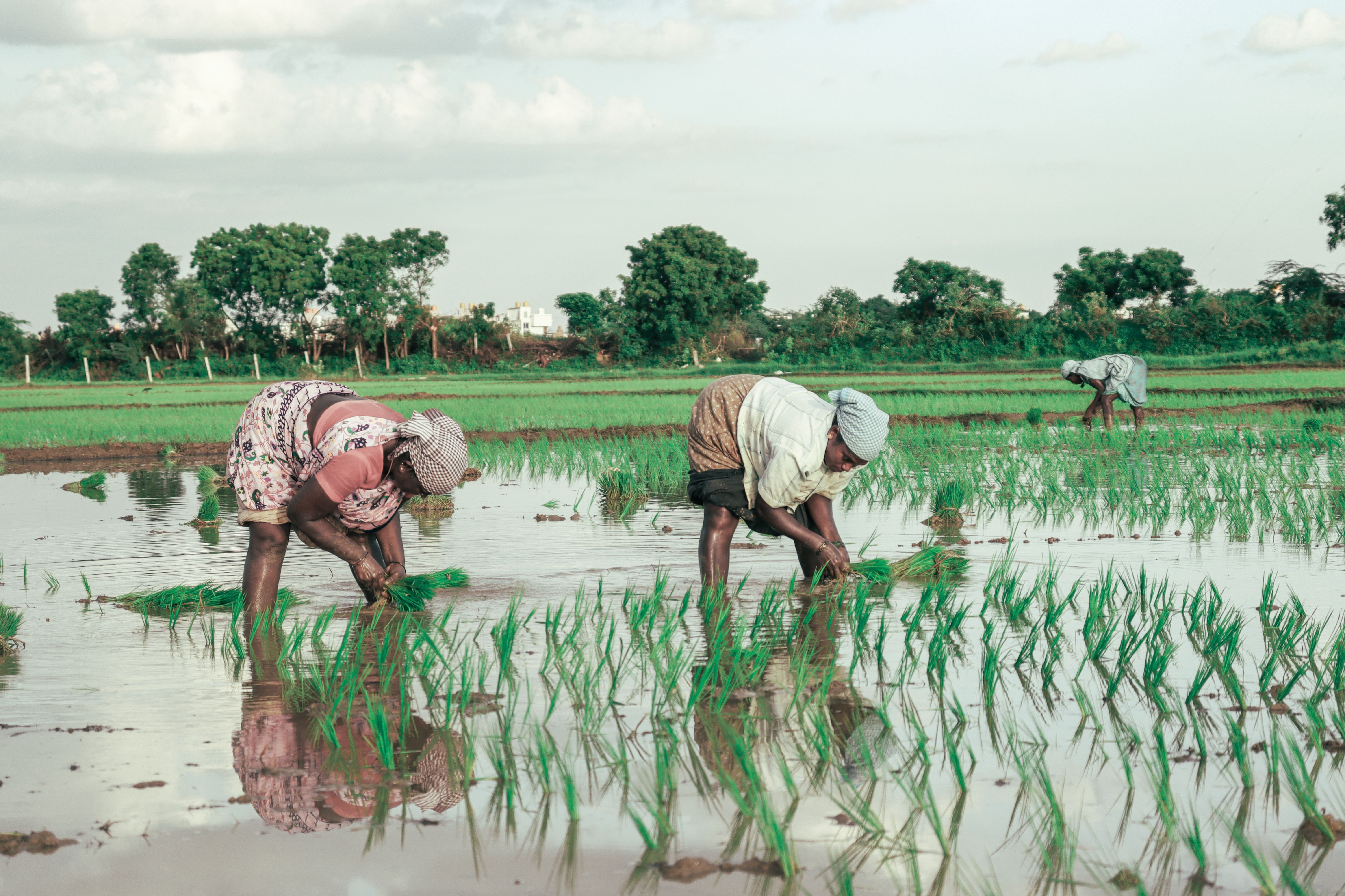 Women Working at a Rice Plantation · Free Stock Photo