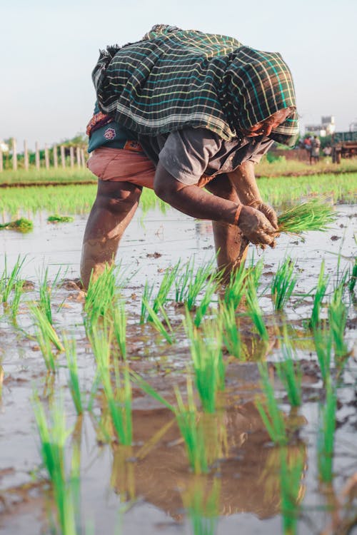 Woman Working on a Rice Farm