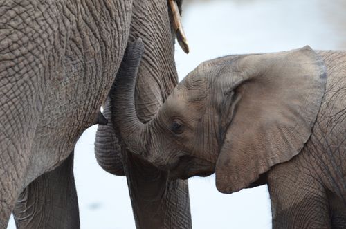 Free A heartwarming scene of a baby elephant nuzzling up to an adult in the wild, showcasing family bonds. Stock Photo