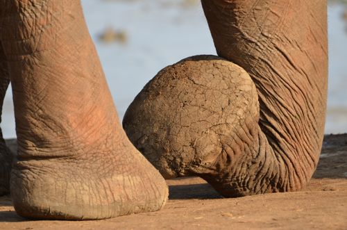 Free Close view of an African elephant's feet standing on dry, cracked sand in a natural habitat. Stock Photo