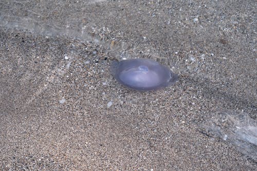 Close-up of a Jellyfish in Shallow Water on a Shore 
