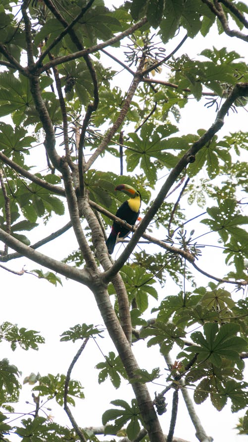 Δωρεάν στοκ φωτογραφιών με toucan