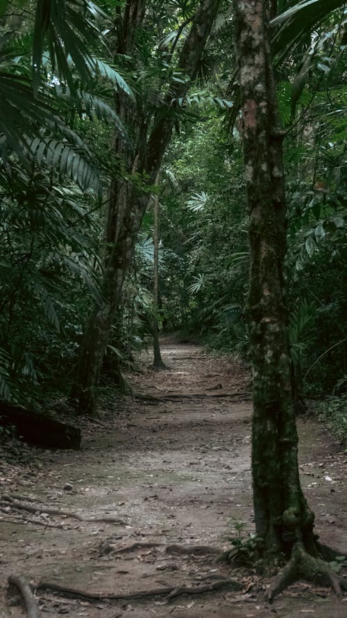 Бесплатное стоковое фото с вертикальный выстрел, деревья, джунгли
