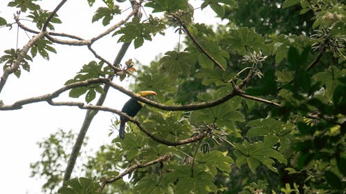 คลังภาพถ่ายฟรี ของ นกทูแคน