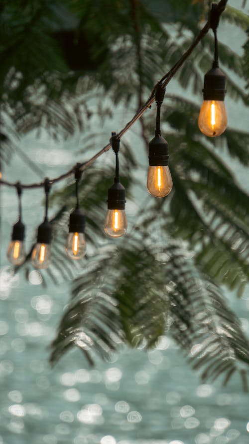 String Lights Hanging under a Tree