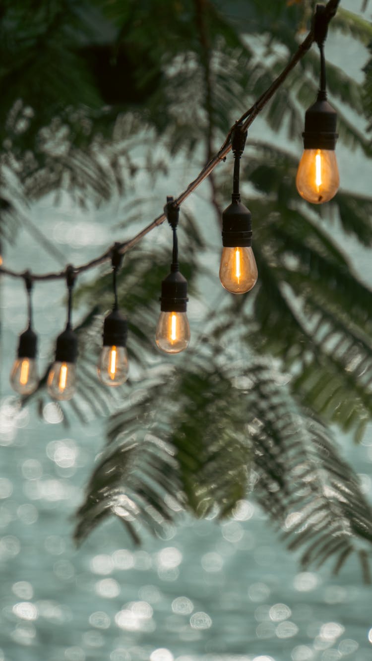 String Lights Hanging Under A Tree