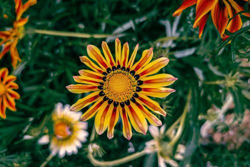 Free Close-up of a vibrant gazania flower in full bloom, showcasing striking colors and patterns. Stock Photo