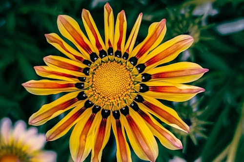 Close-up of a Gazania in the Garden