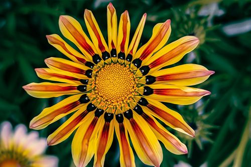 Free Vibrant close-up of a colorful Gazania flower showcasing its intricate patterns and striking petals. Stock Photo