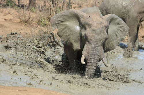 Elephants in the Mud