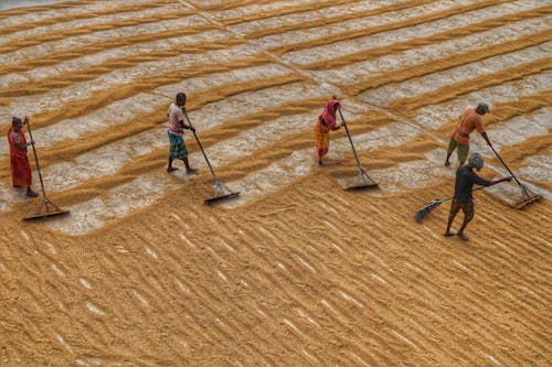Women and Men Working on Rural Field