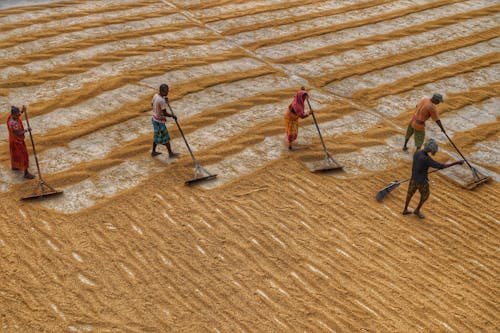 Foto d'estoc gratuïta de agricultors, agricultura, camp