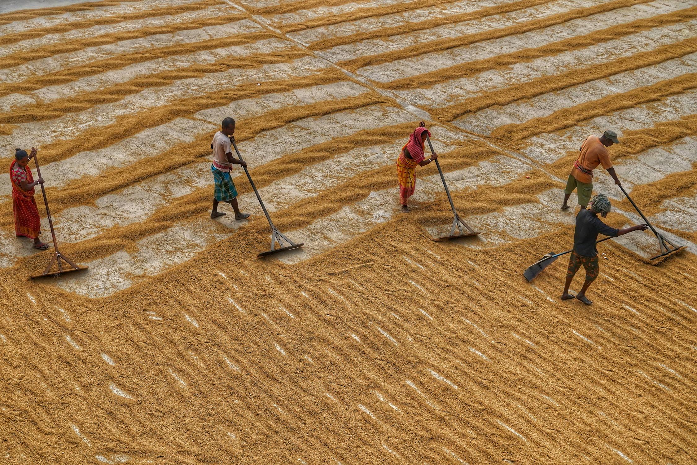 Women and Men Working on Rural Field · Free Stock Photo