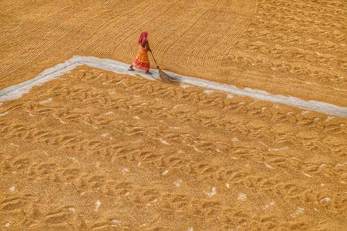 Fotos de stock gratuitas de arroz, campo, campos de cultivo