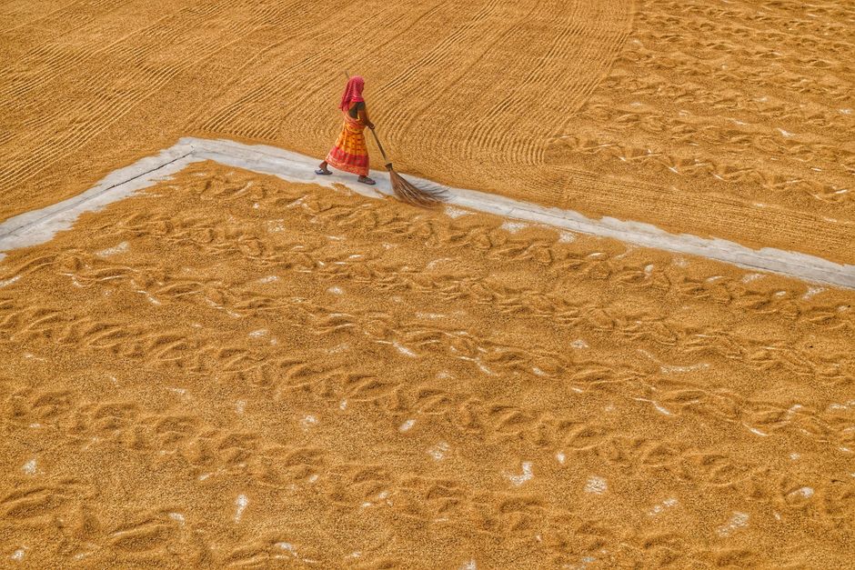 Woman in traditional attire working in a golden rice field in Habra, India, captured from above.