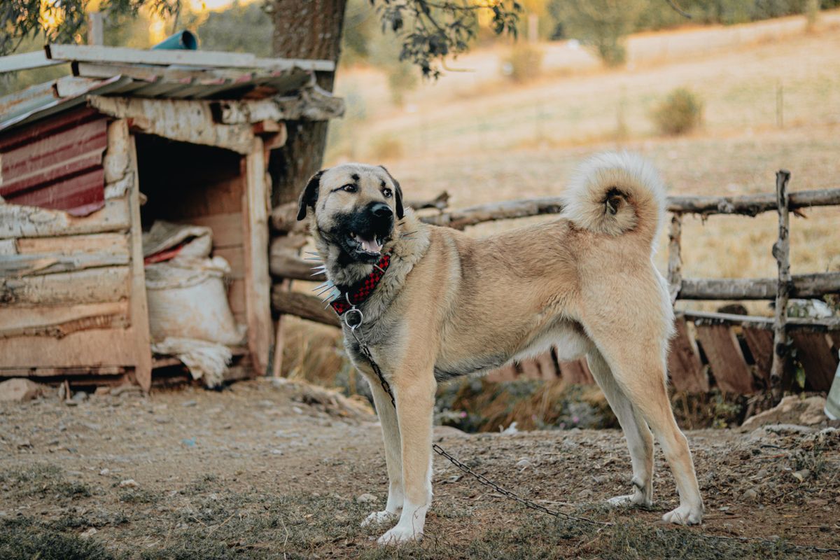 Köpek kulübesi önünde oynayan neşeli bir köpek