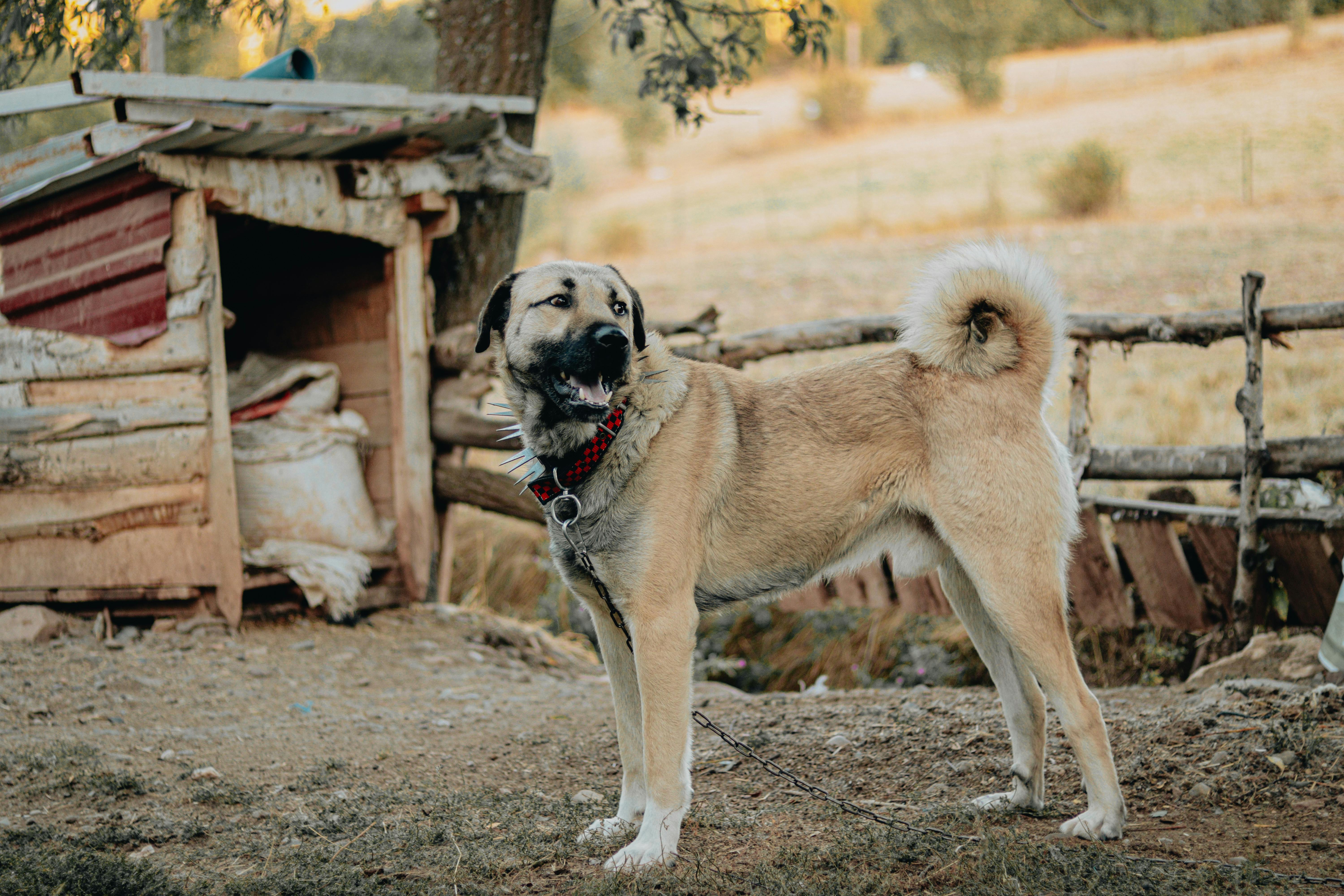 Kangal Shepherd Dog Wearing a Spiked Collar · Free Stock Photo