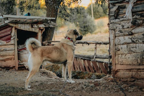 Kangal Shepherd Dog Standing Outdoors
