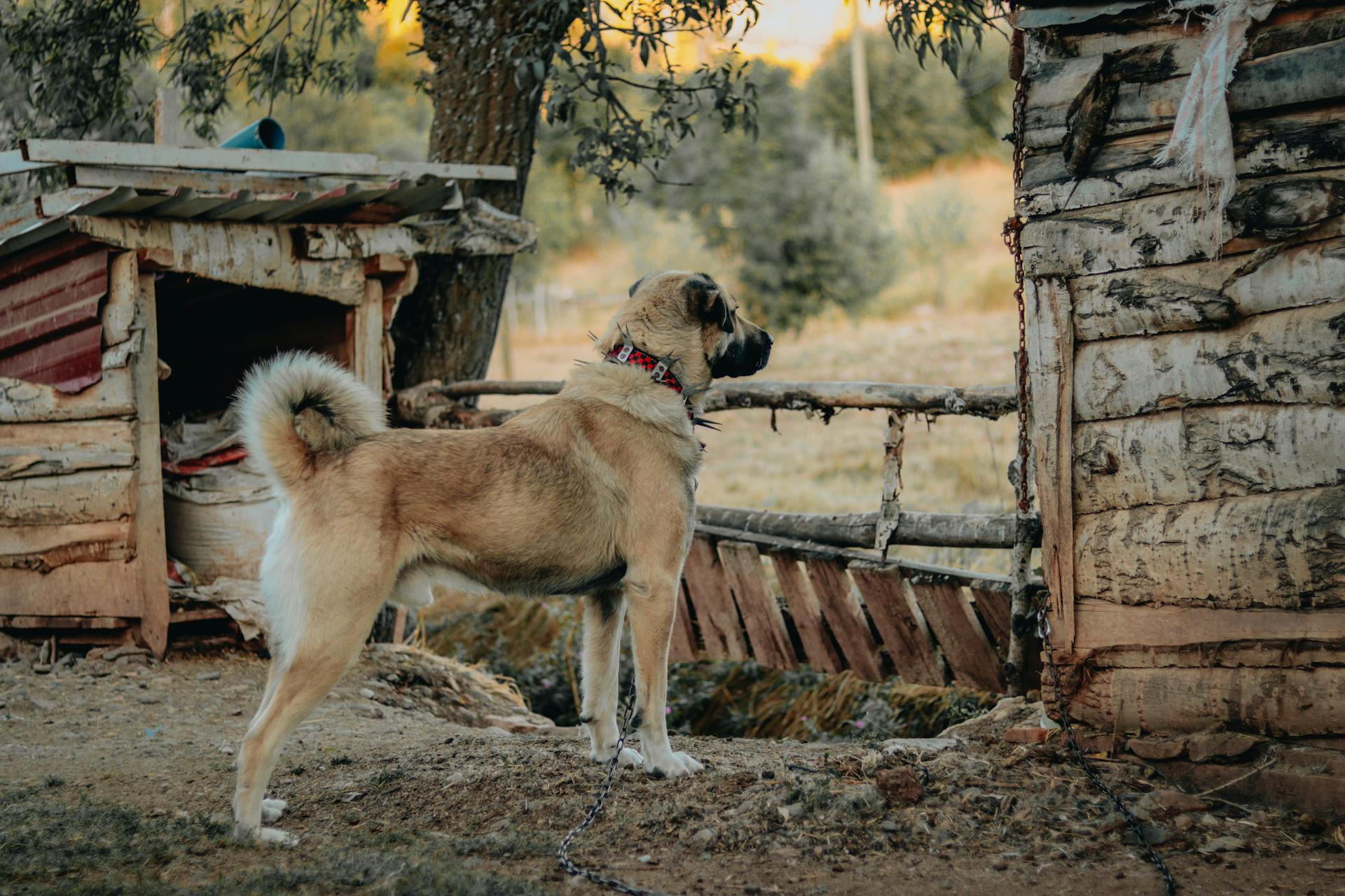 Kangal Shepherd Dog står utomhus