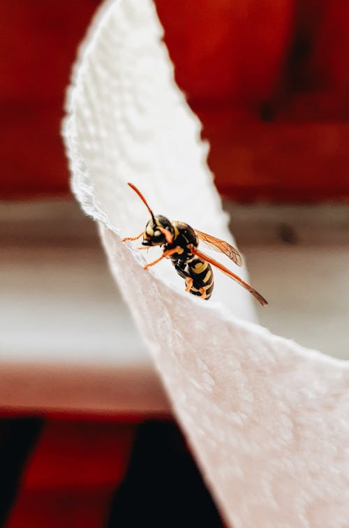 Wasp Crawling on a Paper Towel