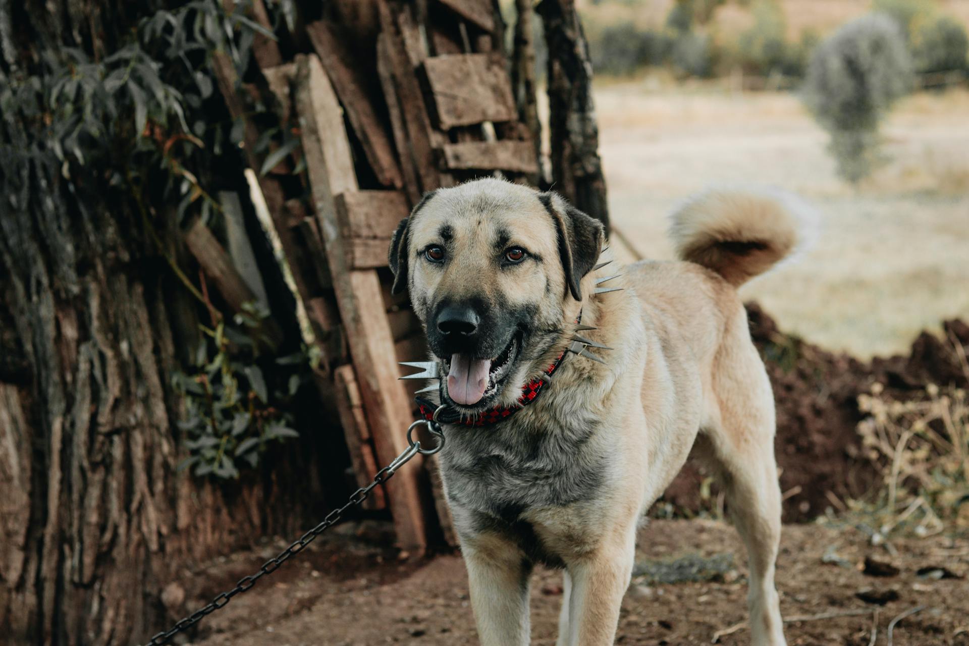 Portrait of a Kangal Shepherd Dog