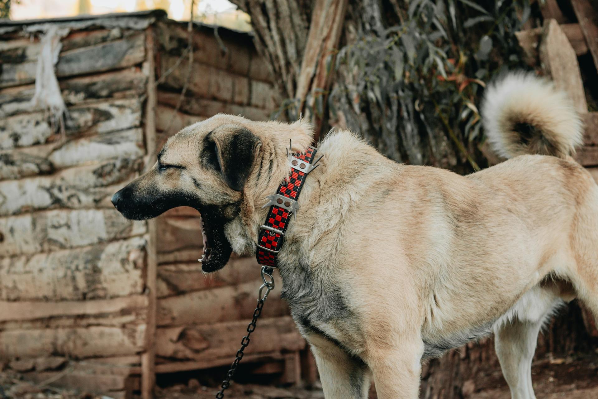 Kangal Shepherd Dog Yawning Outdoors