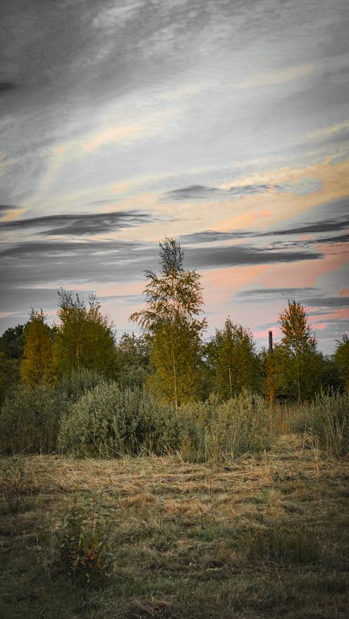 Free Peaceful forest scenery at dawn with pastel skies and green trees, perfect for nature lovers. Stock Photo