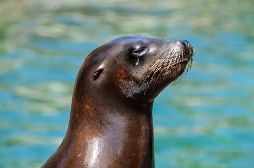 Free Captivating close-up of a sea lion basking in sunlight beside turquoise water. Stock Photo