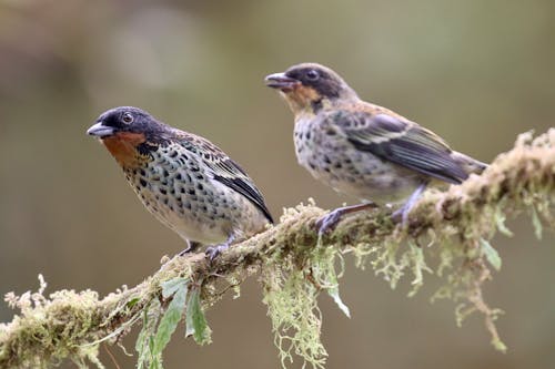 Small Birds on Branch
