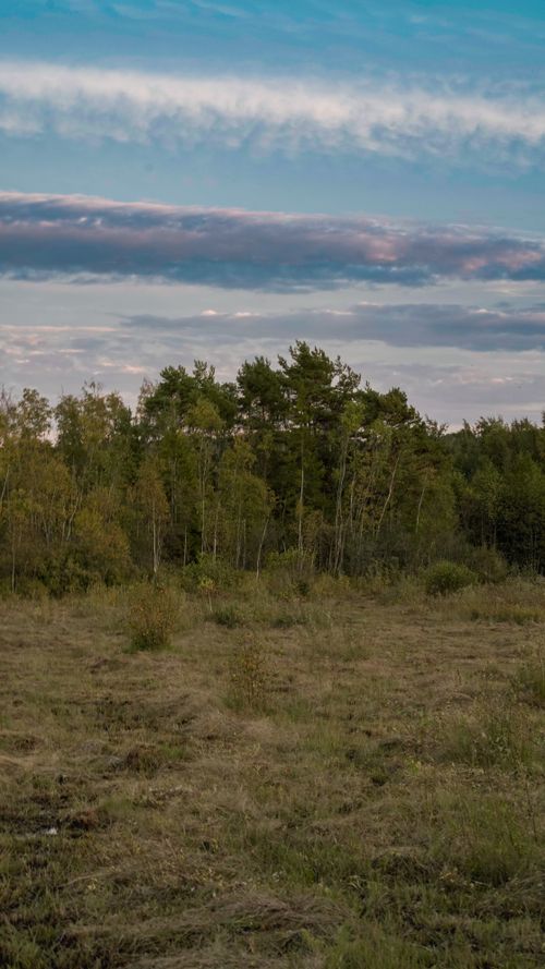 Free Tranquil forest landscape with lush greenery under a cloud-dotted blue sky, perfect for nature themes. Stock Photo
