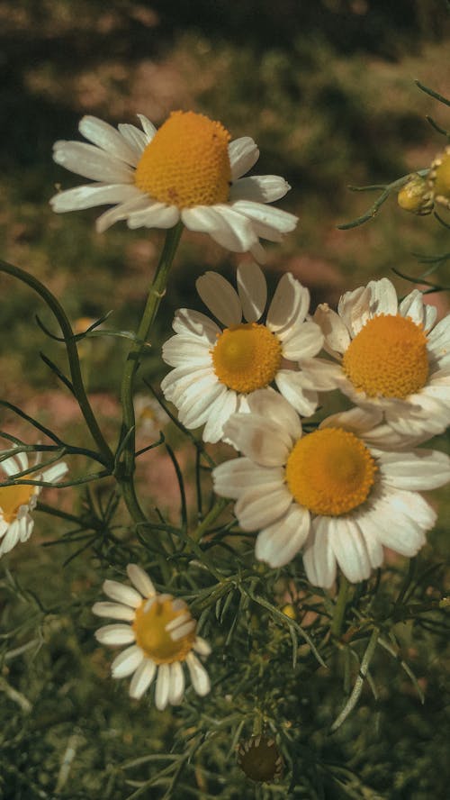 Gratis arkivbilde med blomst, fotografi, natur