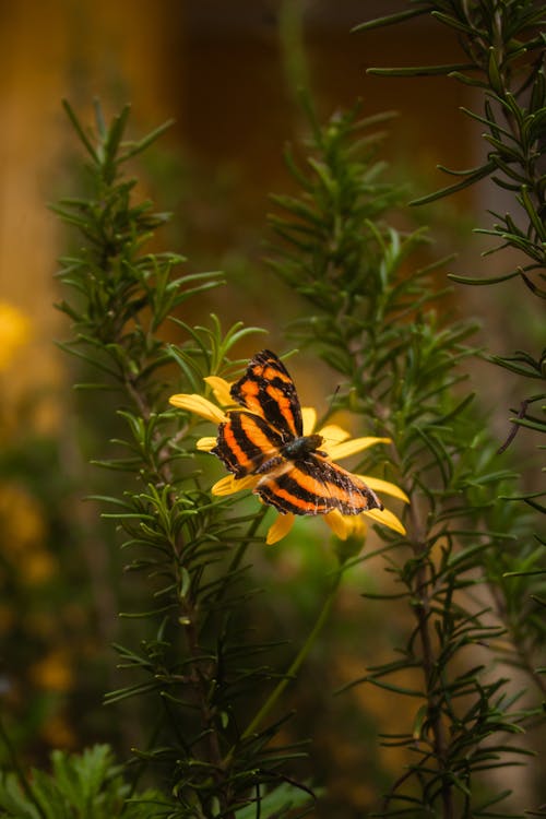 Gratis stockfoto met macro, vlinder, vlinder achtergrond