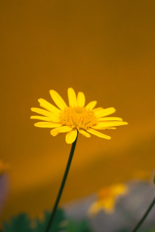 Gratis stockfoto met bloem achtergrond, gele achtergrond, macro