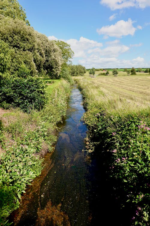 View of a Rural Stream in Summer