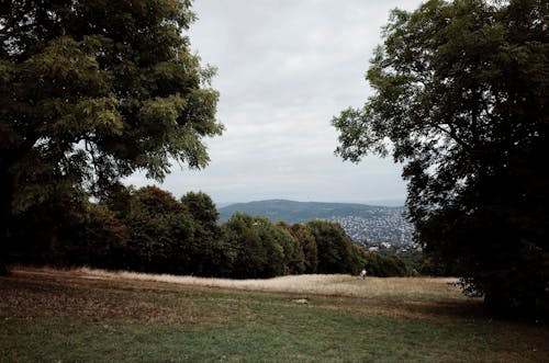 Photos gratuites de arbres, automne, colline
