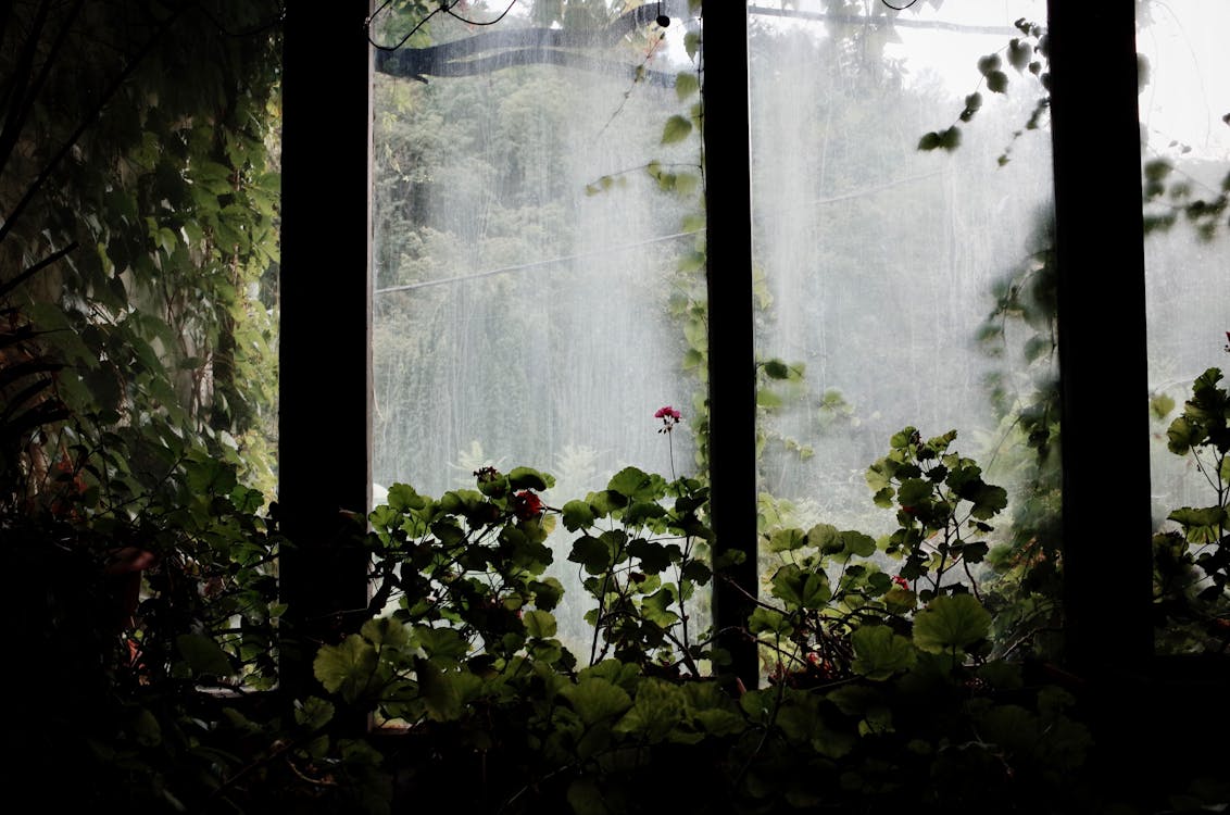 Plants inside a Greenhouse