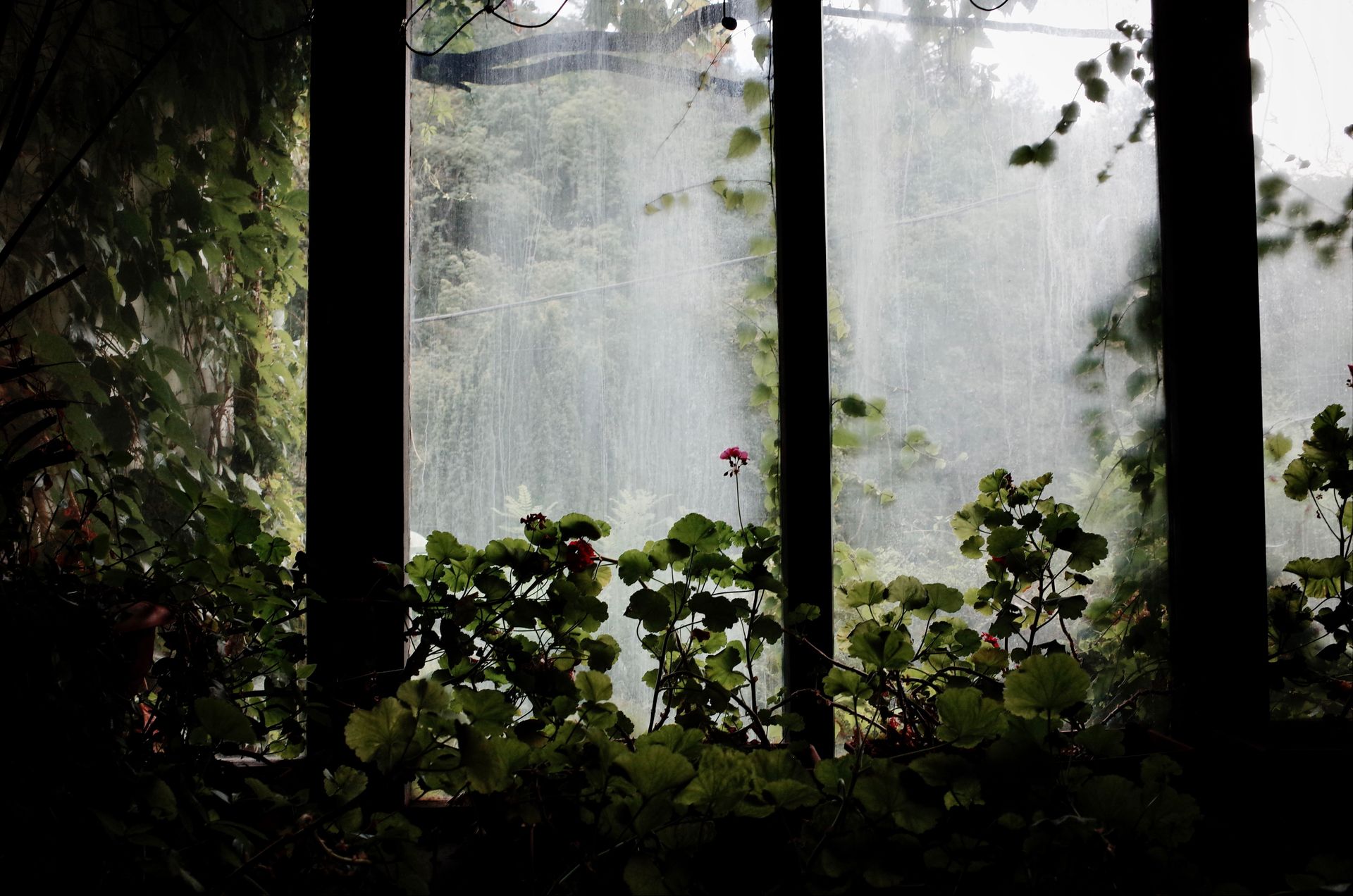 A vibrant view of a greenhouse with lush greenery seen through misty windows.