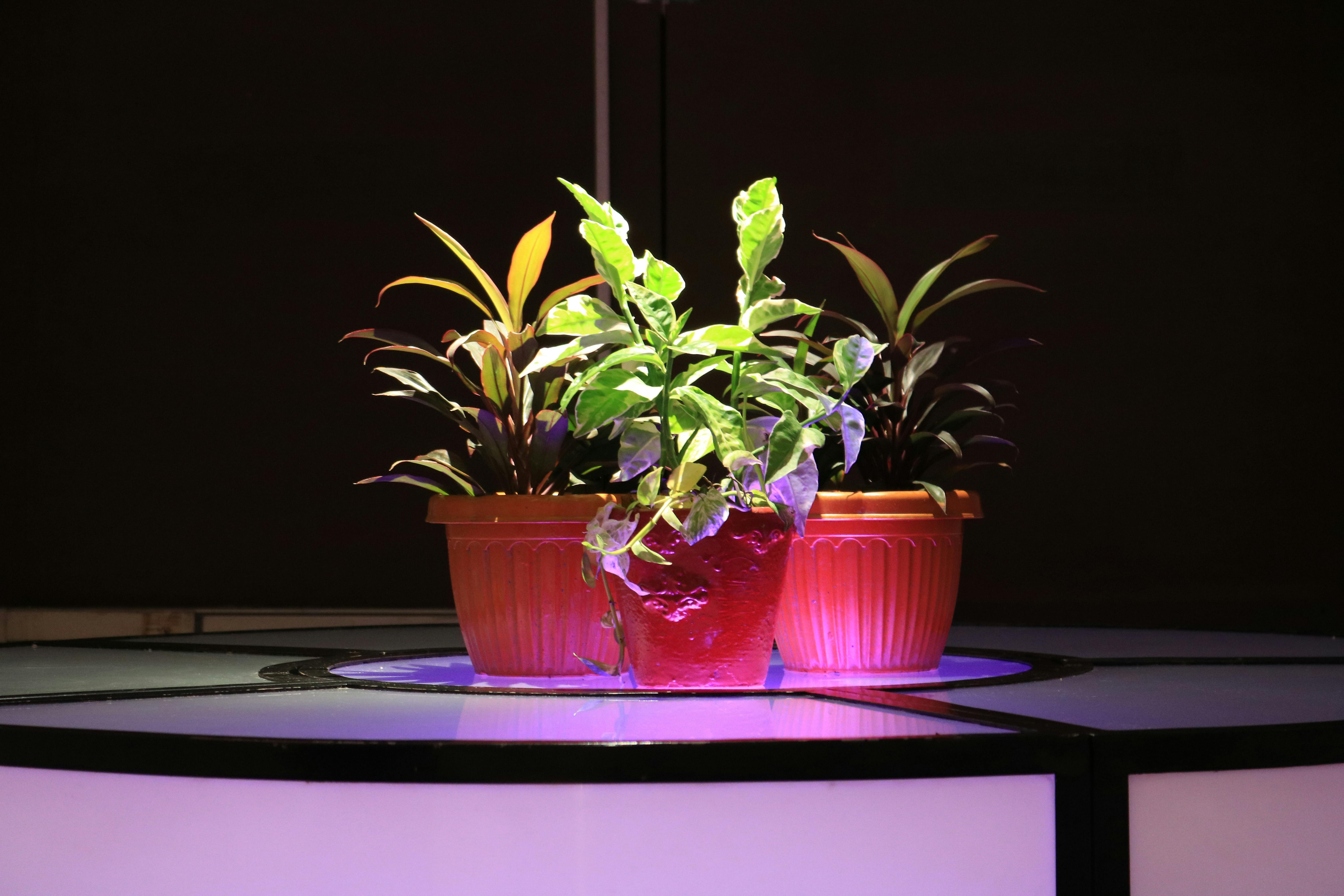 Free stock photo of lights, plants, spotlight