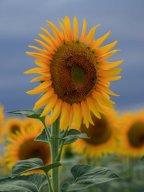Close-up of a Bright Sunflower on a Sunflower Field 